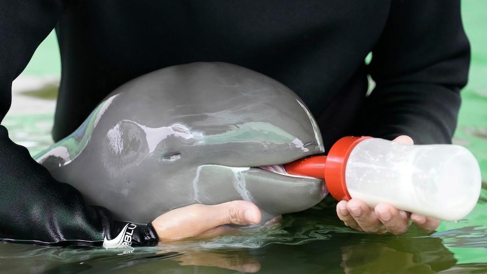 Ein kleiner Delfin wird mit einer Milchflasche gefüttert