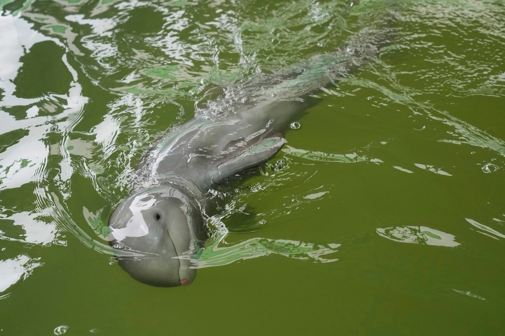 Ein kleiner Irawadidelfin schwimmt durchs Wasser