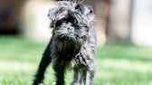 Affenpinscher