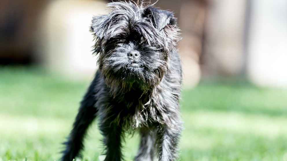 Affenpinscher