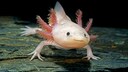 Axolotl (Ambystoma mexicanum)