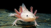 Axolotl (Ambystoma mexicanum)