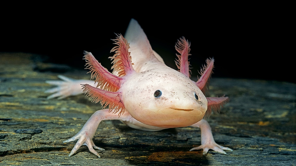 Axolotl (Ambystoma mexicanum)