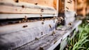 Bienen fliegen in ihren Bienenstock