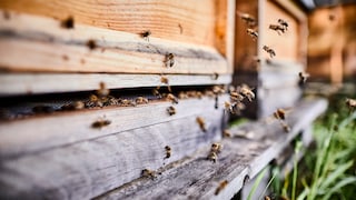 Bienen fliegen in ihren Bienenstock
