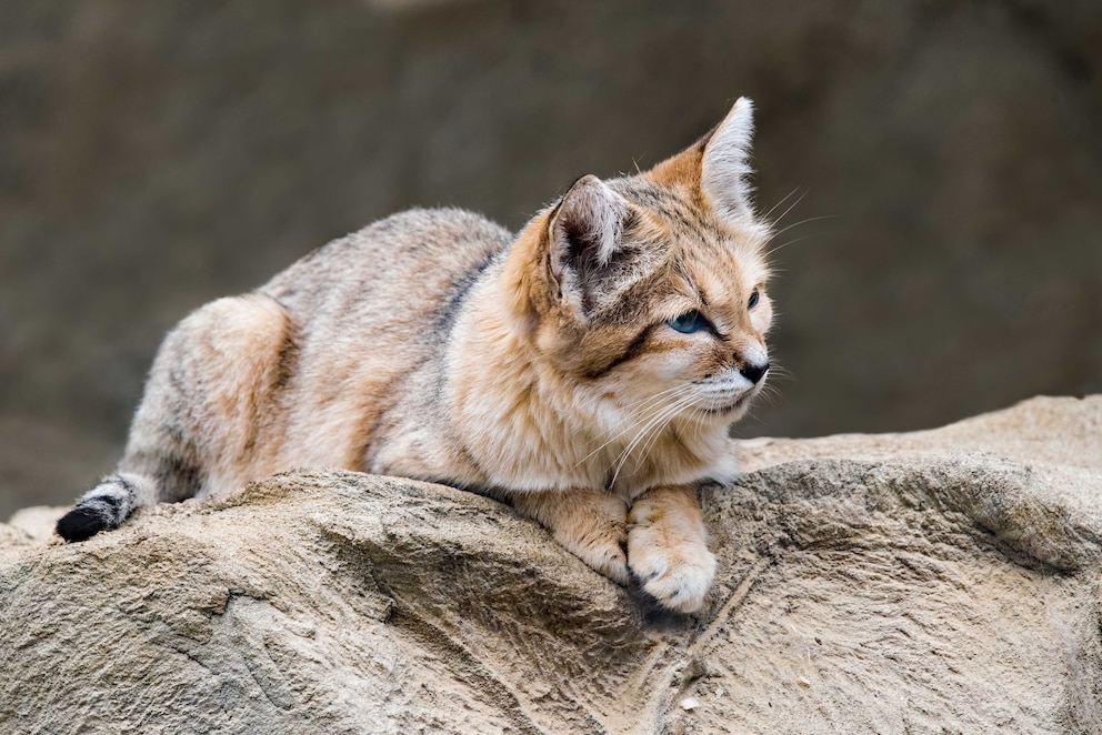 Eine Sandkatze liegt auf einem Felsbrocken