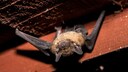 Eine Zwergfledermaus hängt kopfüber an einem Dachbalken