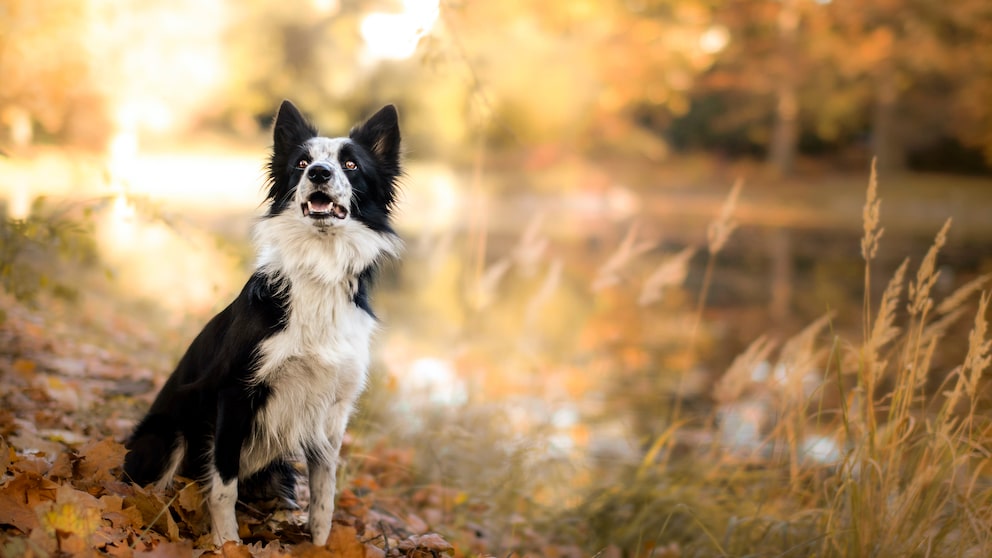 Border Collie