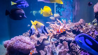 Meeresfische schwimmen in einem Salzwasseraquarium über Korallen