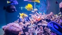 Meeresfische schwimmen in einem Salzwasseraquarium &uuml;ber Korallen