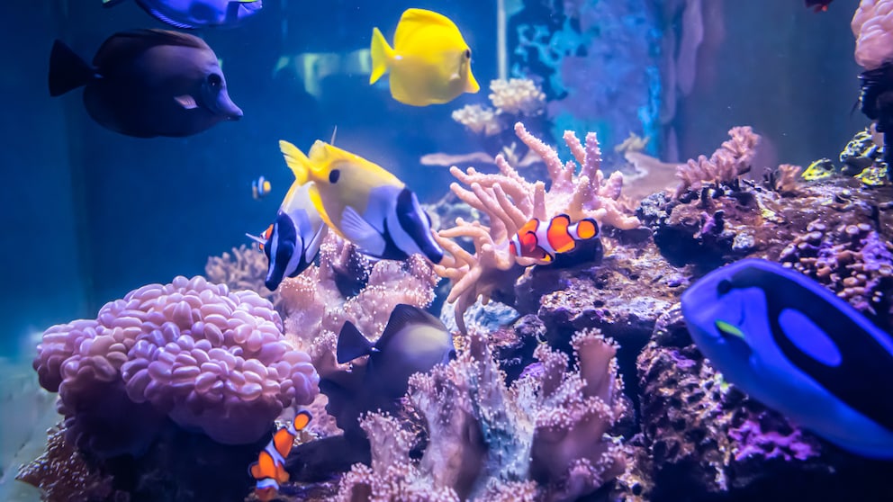 Meeresfische schwimmen in einem Salzwasseraquarium über Korallen