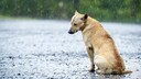 trauriger hund