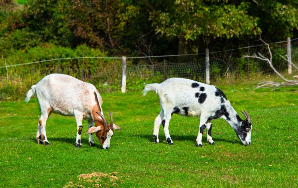 Two spotted goats grazing in a pasture