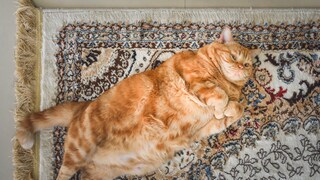 Wenn eine Katze so dick ist wie diese, kann dies negative Auswirkungen auf die Gesundheit haben