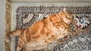 Wenn eine Katze so dick ist wie diese, kann dies negative Auswirkungen auf die Gesundheit haben