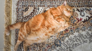 Wenn eine Katze so dick ist wie diese, kann dies negative Auswirkungen auf die Gesundheit haben