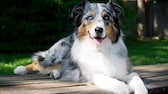 Ein Australian Shepherd liegt auf einem Plankenboden