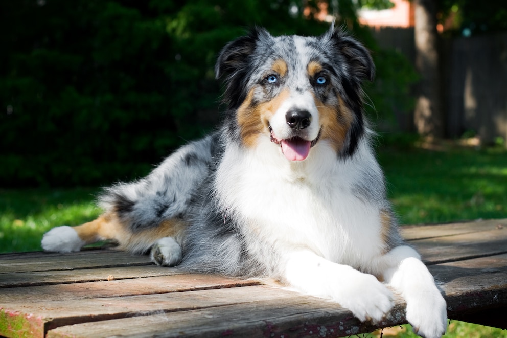 Ein Australian Shepherd liegt auf einem Plankenboden