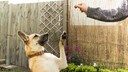 Gesunde Leckerlis für Hunde