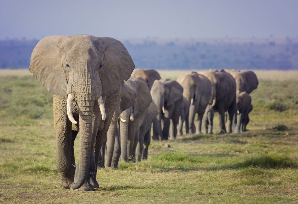 A family of elephants walking in a line