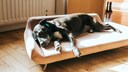 Hundekorb oder orthop&auml;disches Hundebett: Hunde schl&auml;ft