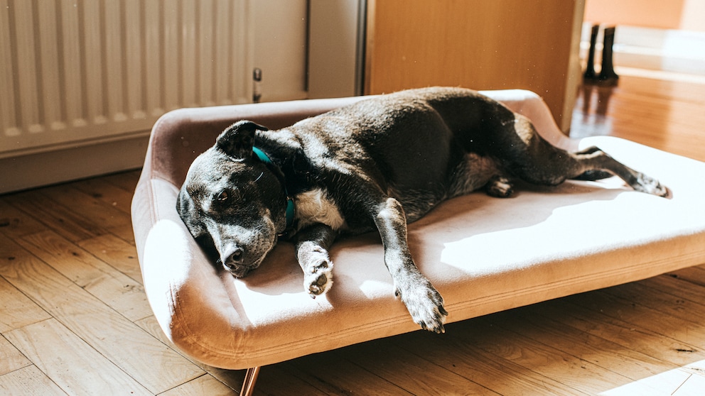Hundekorb oder orthopädisches Hundebett: Hunde schläft