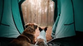 Zwei Hunde schauen aus einem Zelteingang in den Wald