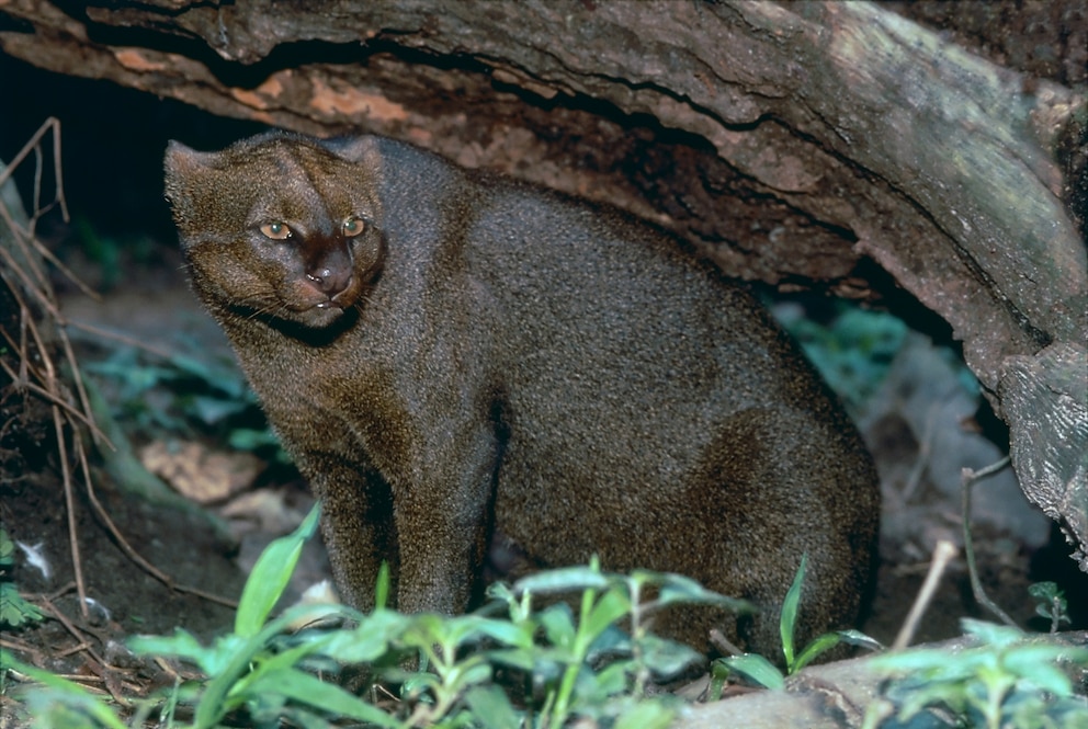 Ein Jaguarundi hockt unter einer hohen Baumwurzel