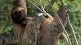 Ein dreifingriges Faultier hängt entspannt am Baum