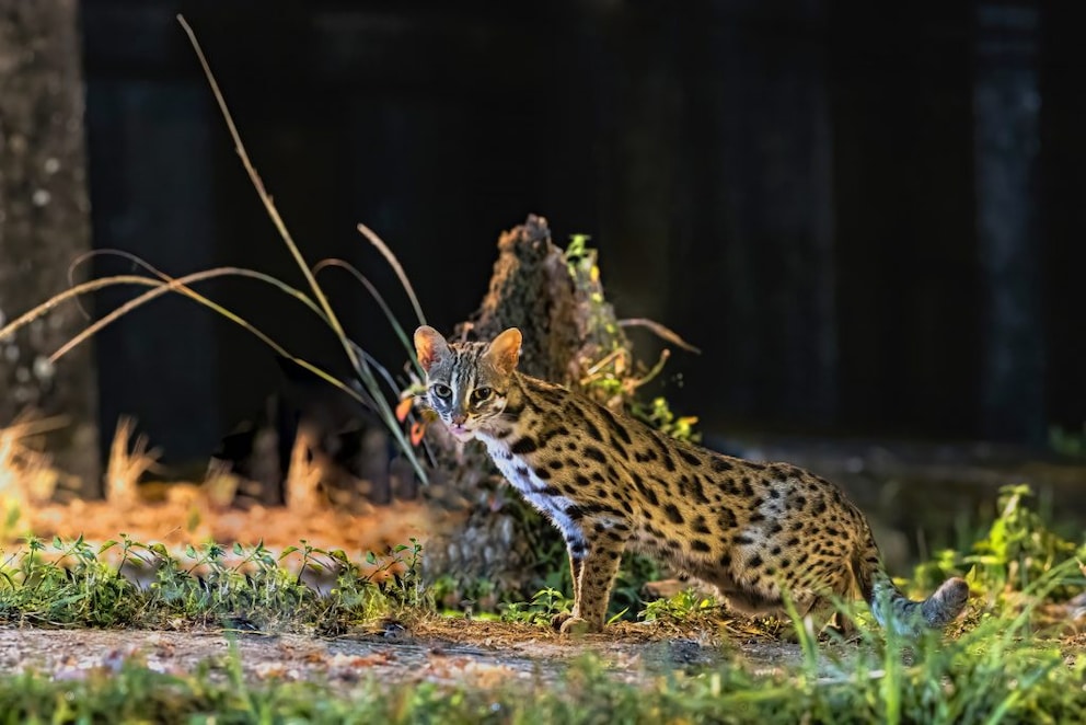 Eine Leopardkatze auf nächtlicher Futtersuche