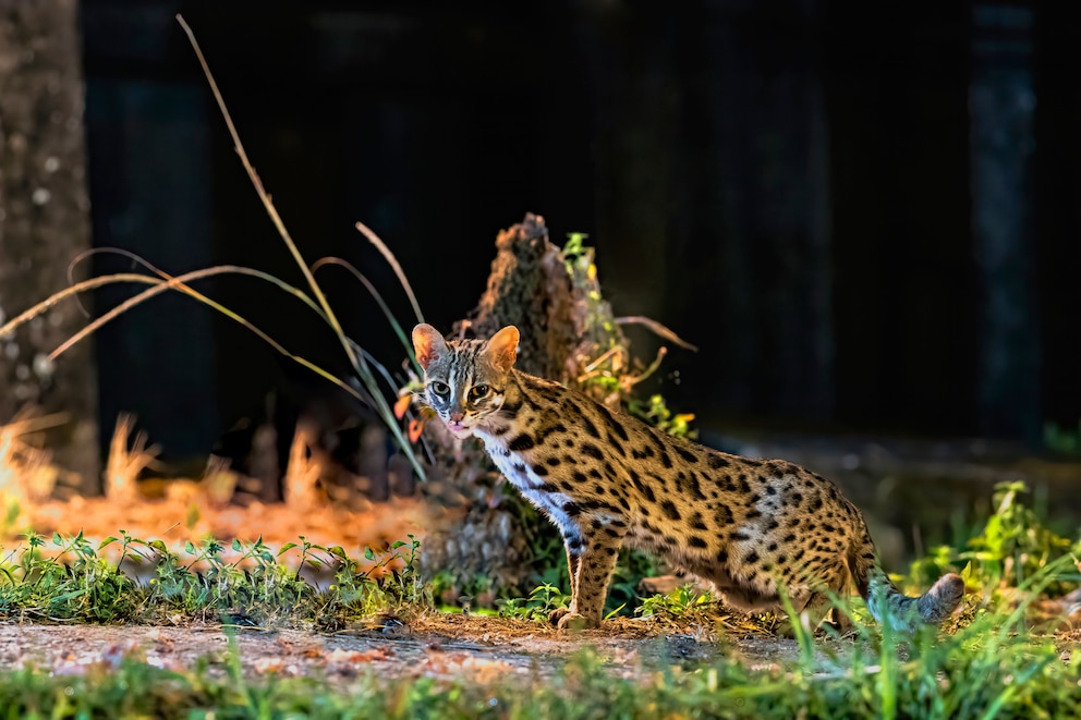 Eine Leopardkatze auf nächtlicher Futtersuche