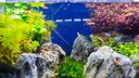Grundausstattung Aquarium f&uuml;r Anf&auml;nger