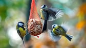 Wildvögel das ganze Jahr füttern: Blaumeisen am Meisenknödel