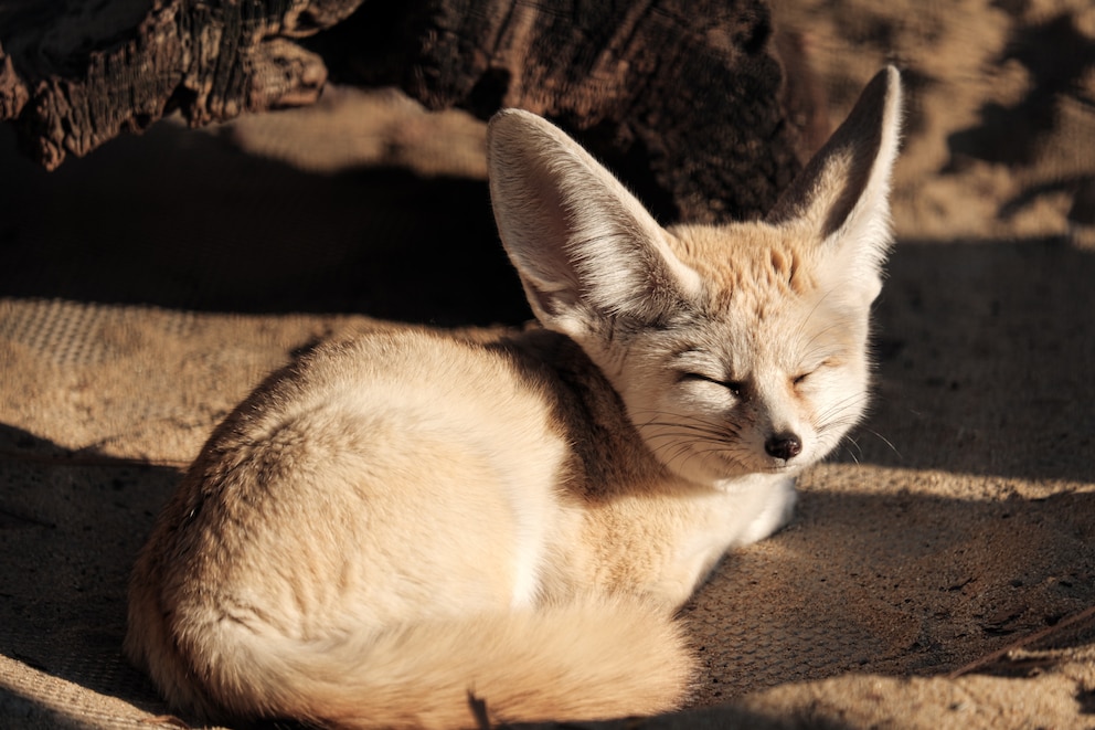 Ein kleiner Wüstenfuchs liegt entspannt im Sand