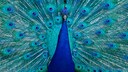Ein Blauer Pfau mit ausgebreitetem Gefieder