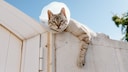 Gefahren für Katzen