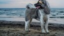 Ein American Akita steht am Strand