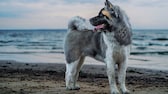 Ein American Akita steht am Strand