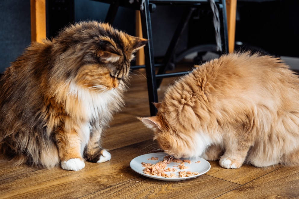 Zwei langhaarige Katzen essen von einem Teller