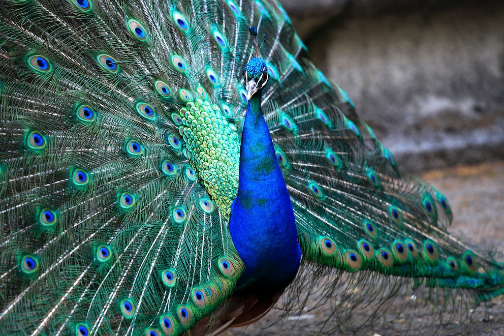 Schönste Tiere der Welt: Blauer