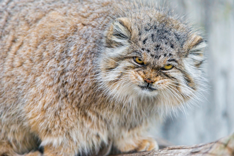 Ein Manul schaut griesgrämig