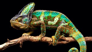 Chamäleon artgerecht halten