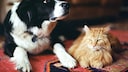 Namen für Hunde und Katzen