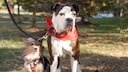 Halsband oder Brustgeschirr – was ist besser für Hunde?