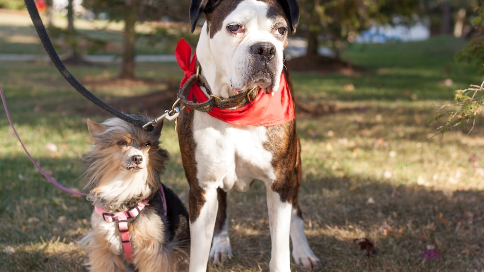 Halsband oder Brustgeschirr – was ist besser für Hunde?