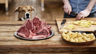 BARFen: Hund schaut auf Fleisch und Kartoffeln