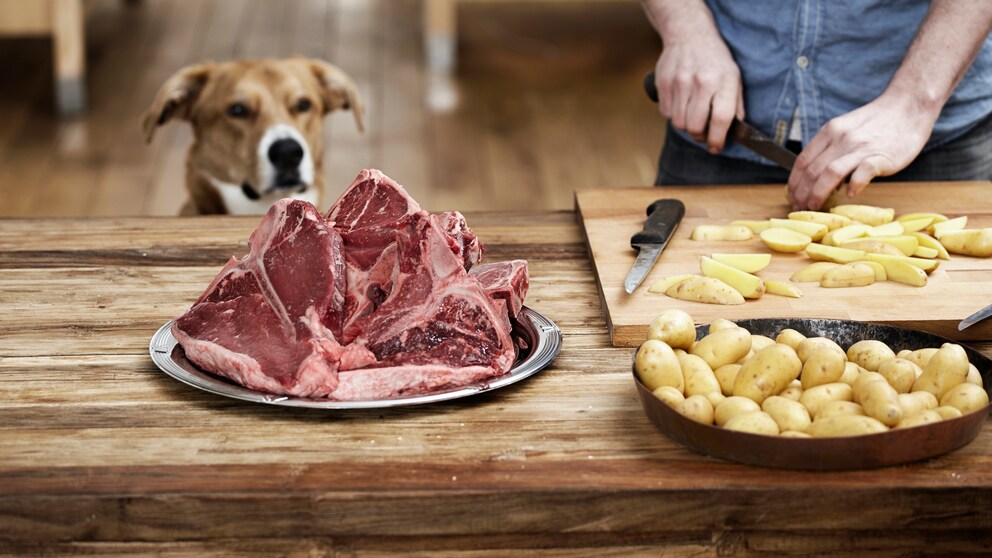 BARFen: Hund schaut auf Fleisch und Kartoffeln