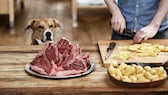 BARFen: Hund schaut auf Fleisch und Kartoffeln