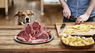 BARFen: Hund schaut auf Fleisch und Kartoffeln