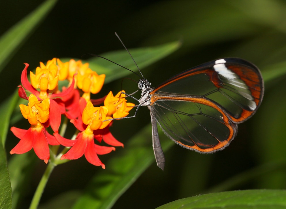 Ein Glasflügelfalter sitzt auf einer Blume